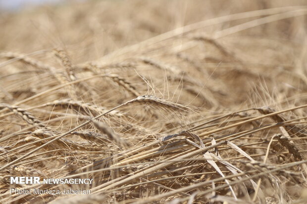 wheat fields in Khuzestan