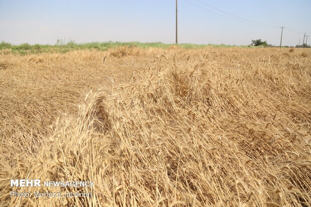 wheat fields in Khuzestan