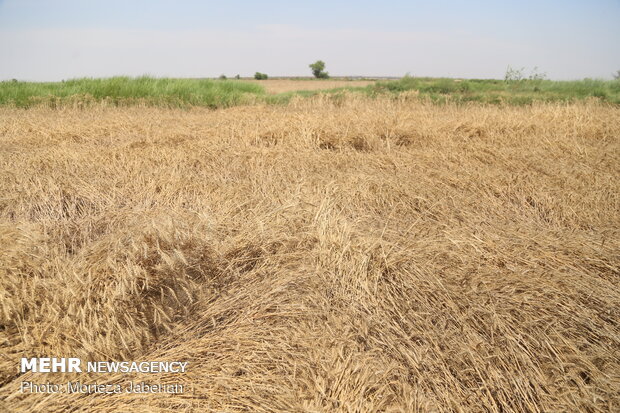 wheat fields in Khuzestan