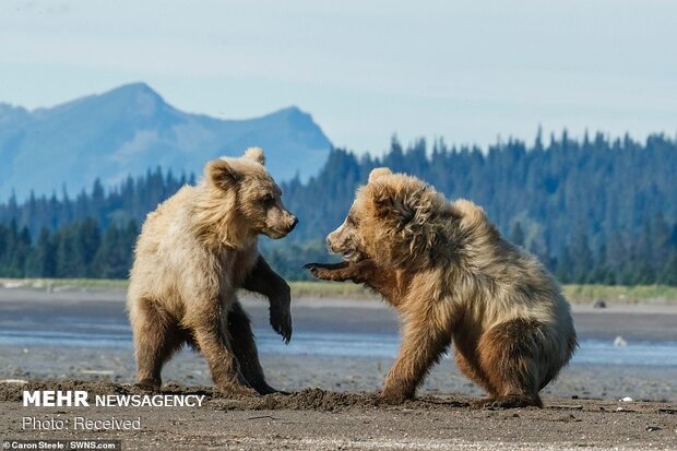 بازی توله خرس ها‎