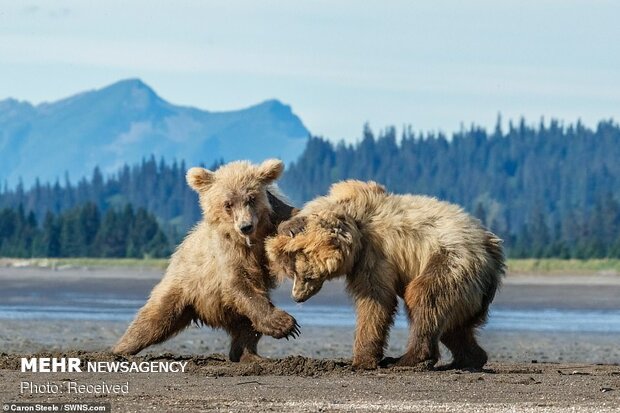 بازی توله خرس ها‎