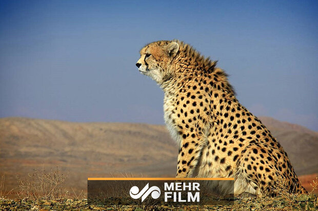 VIDEO: Asiatic cheetah caught on camera in Semnan