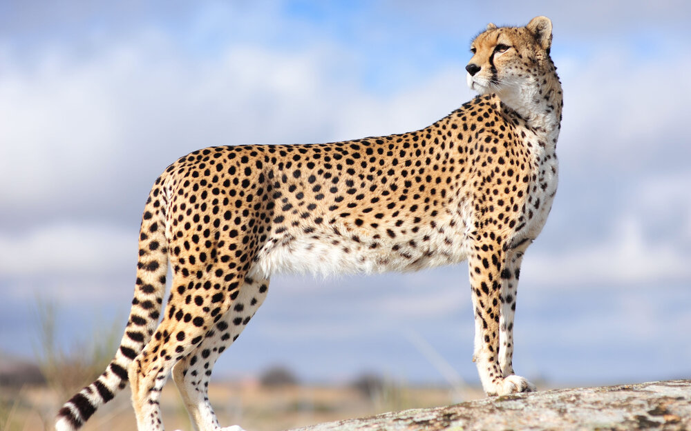 Rare Asiatic cheetah sighted in north-central Iran - Tehran Times