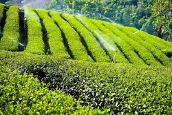 حصاد أكثر من 62 الف طن من الشاي من مزارع شمالي ايران