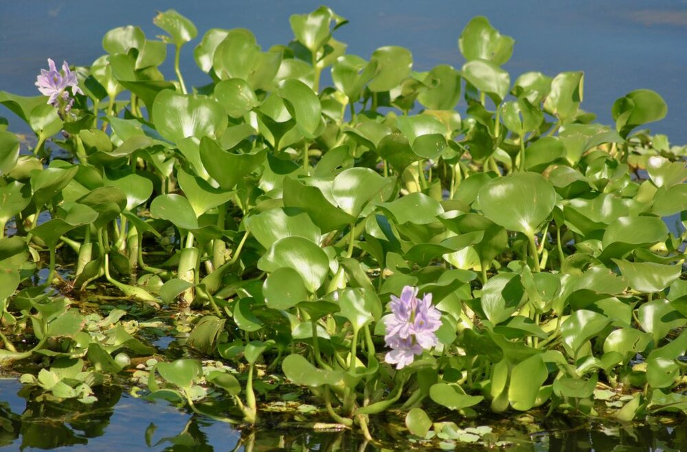 Water Hyacinth Flower