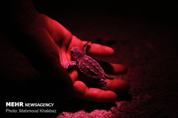 Hawksbill sea turtles hatch on Kish Island