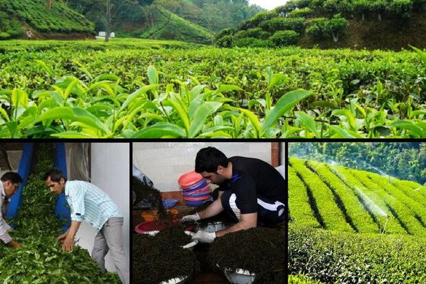 افزایش ۲۰ درصدی خرید برگ سبز چای/ ۸۰ میلیارد تومان پرداخت شد