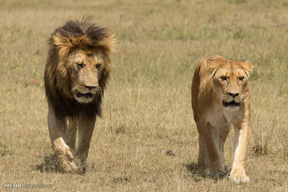 female lion in hindi