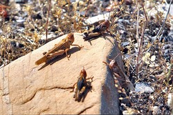 VIDEO: Locusts swarm across Sistan and Baluchestan