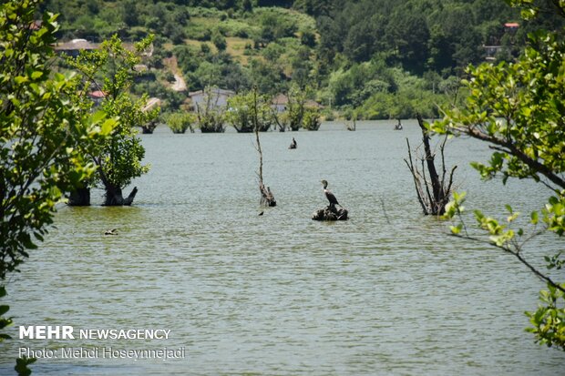 Estil Lagoon hosts nesting birds 