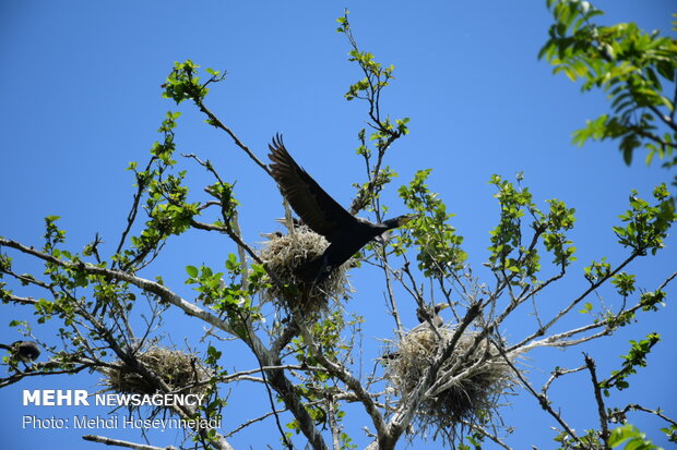 Estil Lagoon hosts nesting birds 