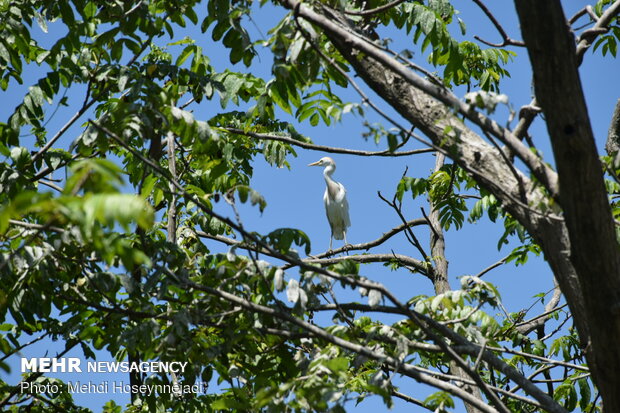 Estil Lagoon hosts nesting birds 