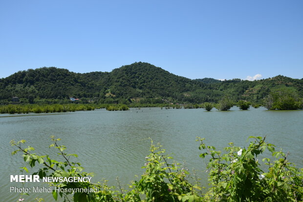 Estil Lagoon hosts nesting birds 