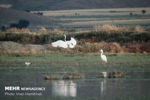 Return of migratory birds to Agh-Gol Wetland