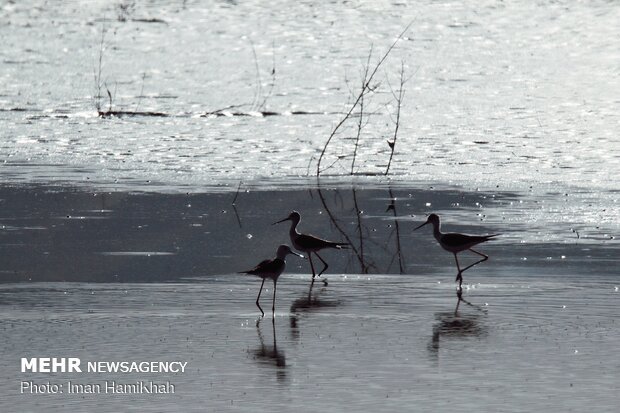 Return of migratory birds to Agh-Gol Wetland