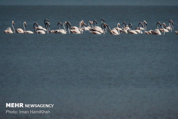 Return of migratory birds to Agh-Gol Wetland