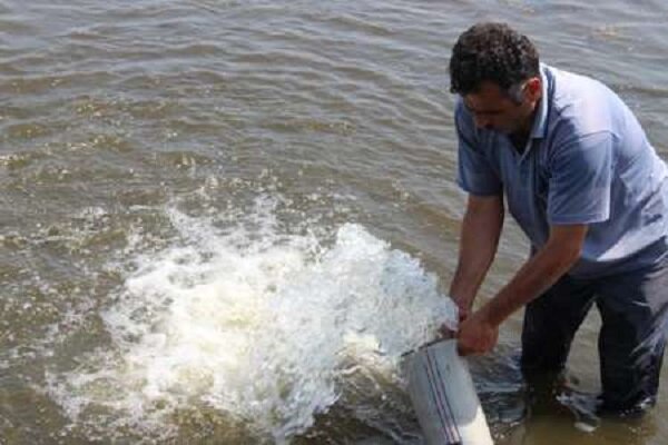 350 هزار قطعه بچه ماهی در دریاچه سد مسجدسلیمان رها سازی شد