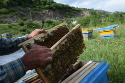 تولید ۳۰۰ تن عسل در استان سمنان پیش‌بینی می‌شود