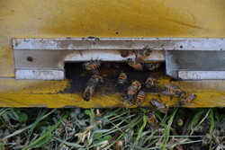 ۲۶۰۰ نفر در زمینه پرورش زنبور عسل فعالیت می کنند