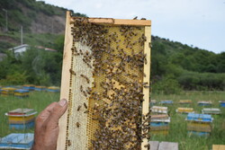 تولید یک هزار و ۲۴۷ تُنی عسل در استان تهران طی سال گذشته