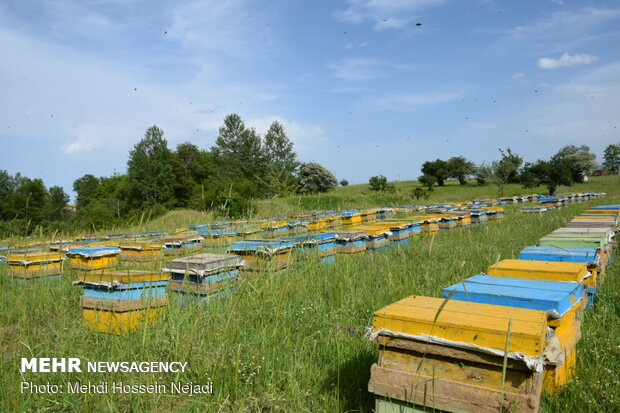 سند راهبردی توسعه زنبورداری تدوین شد 