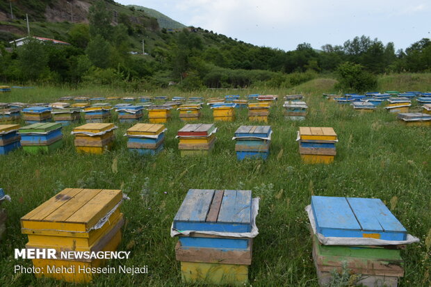 سالانه ۱۳۶۰ تن عسل در ایلام تولید می شود