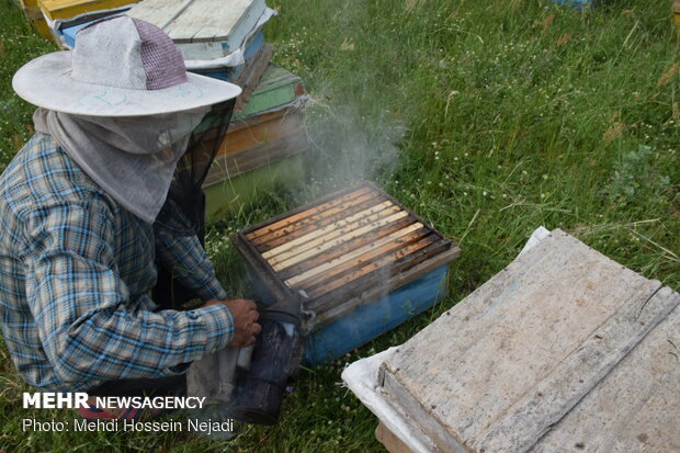 شهد شیرین اقتصاد مقاومتی با پرورش زنبور عسل در آستارا