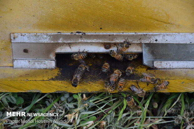 ۲۶۰۰ نفر در زمینه پرورش زنبور عسل فعالیت می کنند