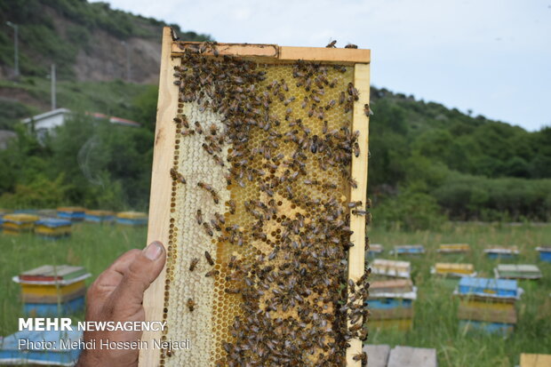 مزارع النحل في "آستارا" شمال غربي ايران