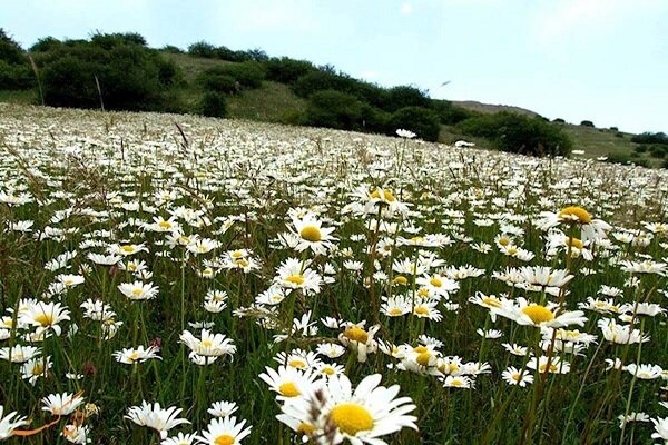 Ardebil prov. to host ‘National Festival of Chamomile Flowers’