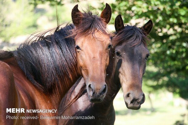 Beauties of Kouhroubar