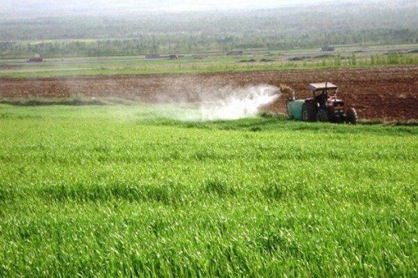 عملیات کنترل علف‌های هرز گندم در مزارع خوزستان آغاز شد
