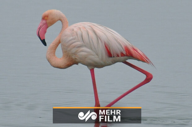 VIDEO: Flamingos return to Shadegan pond