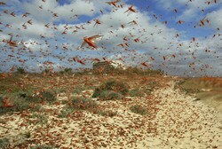 FAO warns of another desert locust breakout in Iran