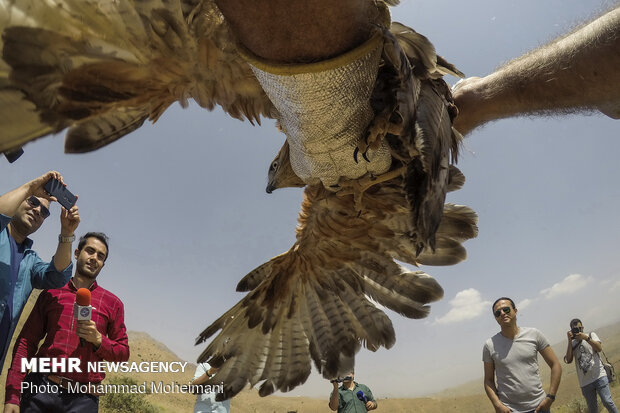 رهاسازی گونه های جانوری در پارک ملی خجیر