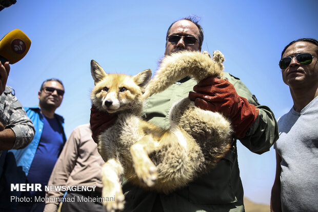 اطلاق 15 فصيلة حيوانية في محمية "خجير" شرقي طهران