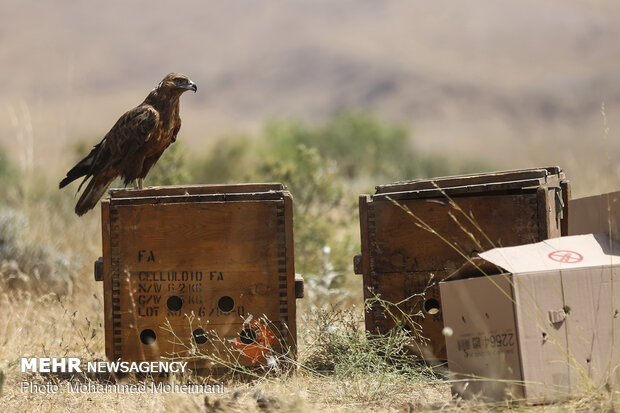 Release of animal species in Khojir National Park