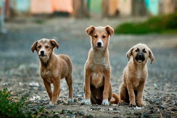 Dogs’ overpopulation, a major threat to the wildlife