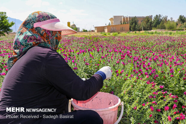 Farm of medicinal herbs in Shahreza 