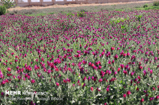 Farm of medicinal herbs in Shahreza 