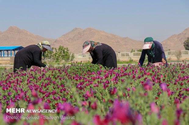  توانمندسازی زنان روستایی و عشایری خوزستان با کشت گیاهان دارویی  