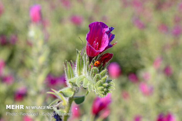 Farm of medicinal herbs in Shahreza 