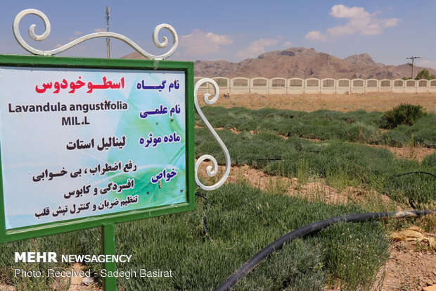 Farm of medicinal herbs in Shahreza 