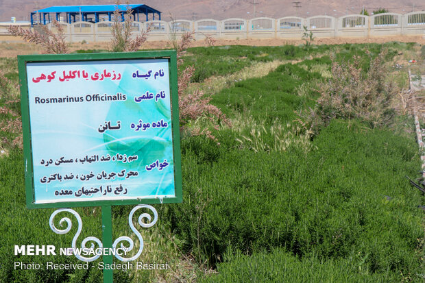 Farm of medicinal herbs in Shahreza 