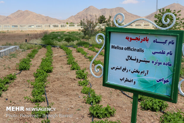 ایجاد مزرعه کشت گیاهان داروئی در واحد شهرضا