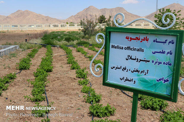 Farm of medicinal herbs in Shahreza 