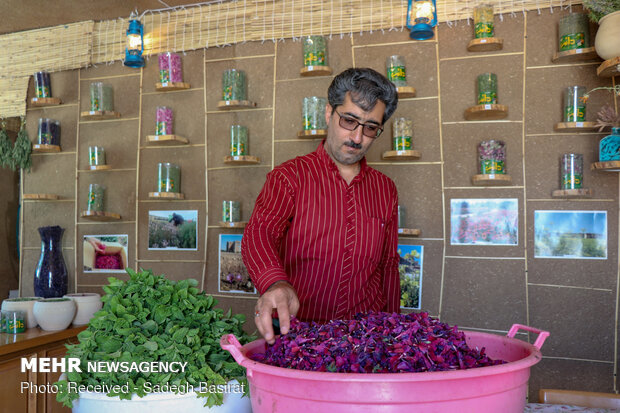 Farm of medicinal herbs in Shahreza 
