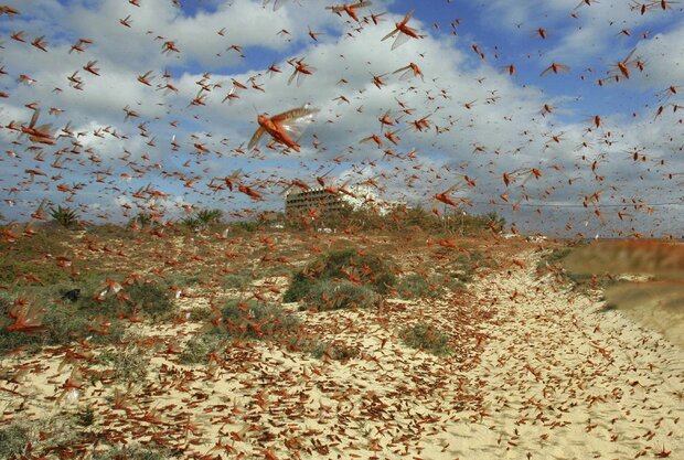 Iran's battle against migratory desert locusts successful