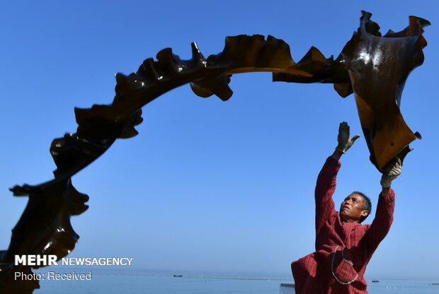 برداشت جلبک دریایی در چین‎