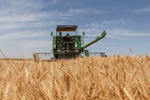 İran: Bu sene buğday ithal etmemize gerek yok